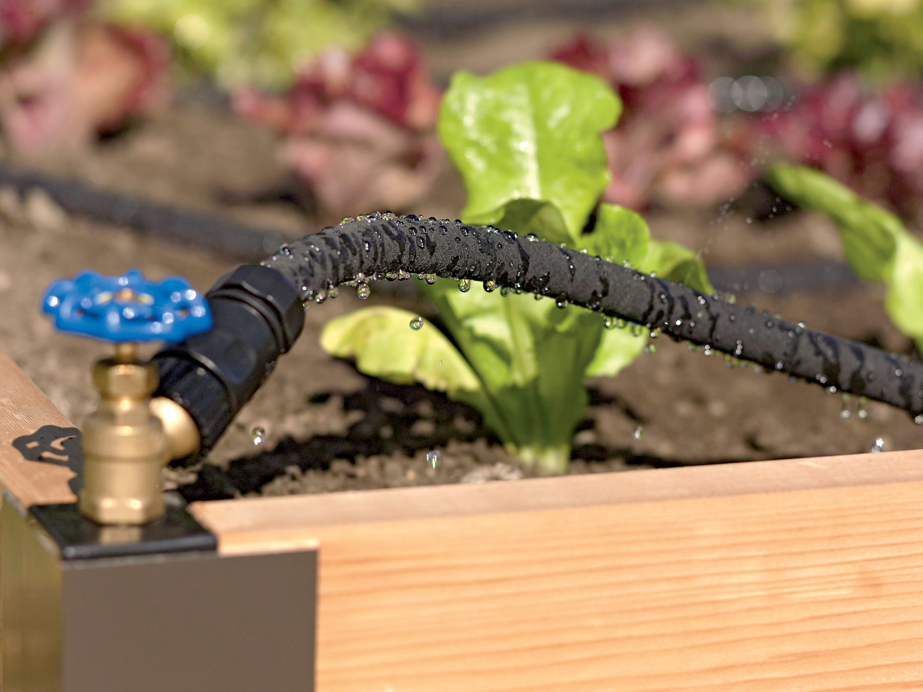 Conserve Time And Water In Productive Gardens Coastal Real Estate Conserve Time And Water In Productive Gardens Coastal Real Estate Guide