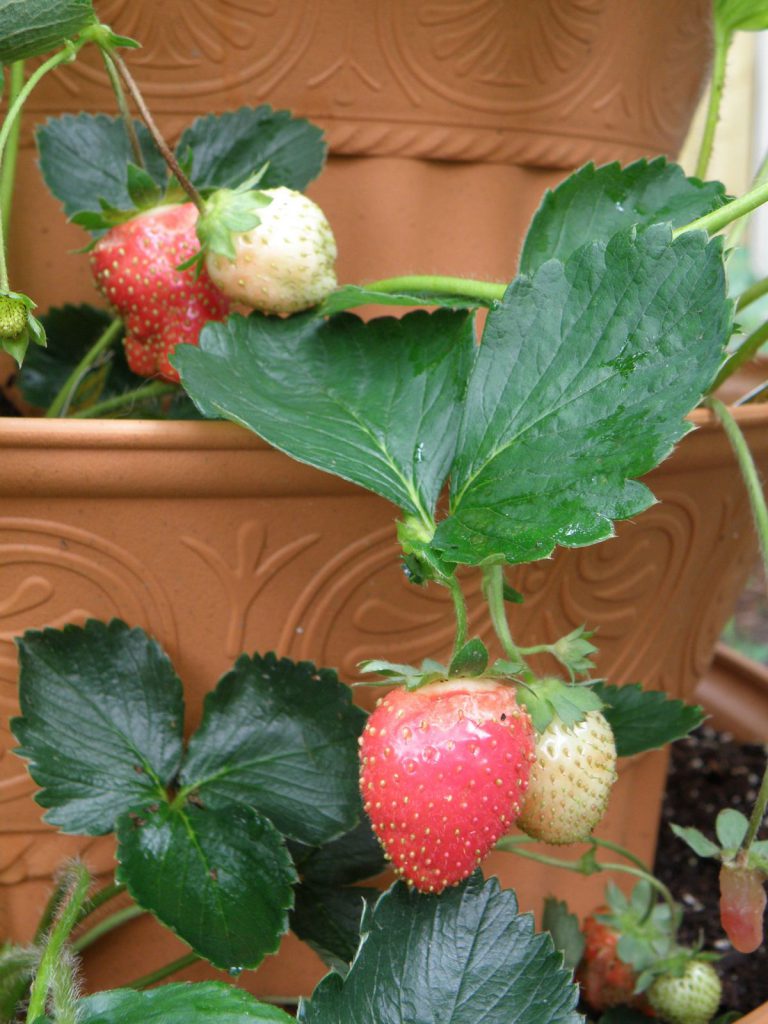 Strawberry tower P6142204.JPG