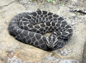 rattlesnake