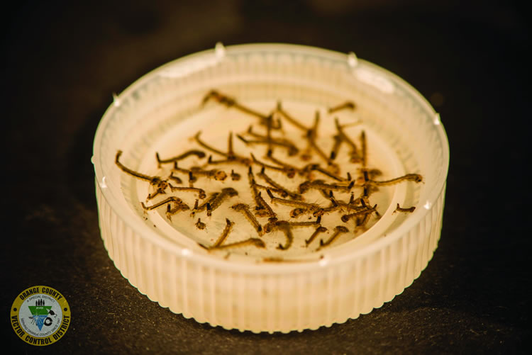 Just one bottle cap of water can serve as a breeding ground for mosquito larvae. 