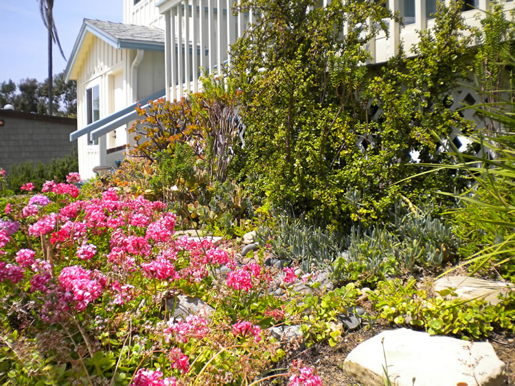 Sottosanto Pink Flowers