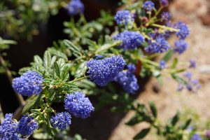 Luscious lavendar blooms on ceanothis, known as California lilac, and at the South Laguna Community Garden.