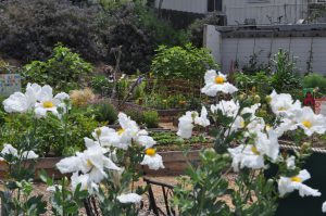 A California native Matilija poppy in the foreground of the South Laguna Community Garden.
