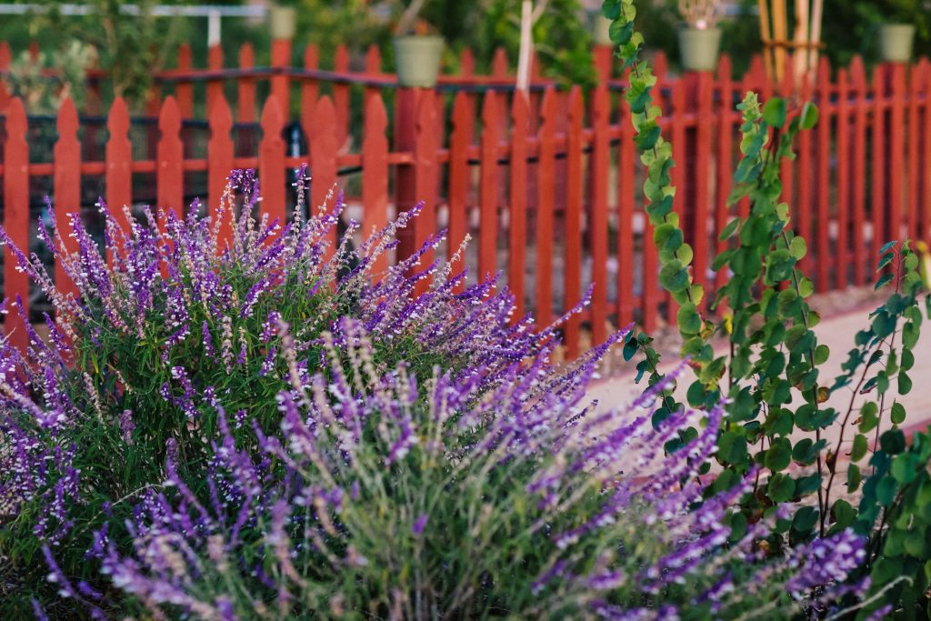 The Mexican bush sage is a good low water use plant for the hillside or garden.