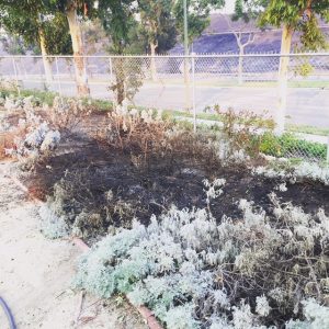 The native plant white sage at Coastkeeper Garden is only partially scorched after the recent Santiago Canyon fire.